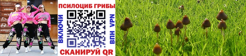 Купить где  Новомичуринск  Псилоцибиновые грибы Psilocybine cubensis 